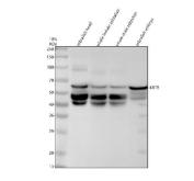 Zebrafish Cytokeratin 8 Antibody WB. Western blot analysis of KRT8 using anti-KRT8 antibody. Electrophoresis was performed on a 10% SDS-PAGE gel for 2 hours. The sample well of each lane was loaded with 30 ug of sample under reducing conditions. Lane 1: zebrafish head tissue lysates, Lane 2: whole female zebrafish tissue lysates, Lane 3: whole male zebrafish tissue lysates, Lane 4: zebrafish embryo tissue lysates. After electrophoresis, proteins were transferred to a nitrocellulose membrane at 150 mA for 50-90 minutes. Blocked the membrane with 5% non-fat milk/TBS for 1.5 hour at RT. The membrane was incubated with rabbit anti-KRT8 antigen antibody at 0.5 ug/ml overnight at 4oC, then washed with TBS-0.1%Tween 3 times with 5 minutes each and probed with a goat anti-rabbit IgG-HRP secondary antibody at a dilution of 1:5000 for 1.5 hour at RT. The signal is developed using an ECL Plus WB. Western blotting Substrate with Tanon 5200 system. A specific band was detected for KRT8 at approximately 57 kDa. The expected band size for KRT8 is at 57 kDa.
