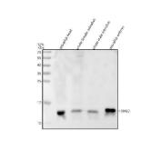 Zebrafish HBAE3 Antibody WB. Western blot analysis of zebrafish head tissue lysate (lane 1), whole female zebrafish tissue lysate (lane 2), whole male zebrafish tissue lysate (lane 3), and zebrafish embryo tissue lysate (lane 4) using Zebrafish HBAE3 Antibody / Hemoglobin Alpha Embryonic 3 Antibody demonstrates a distinct band at approximately 16 kDa, consistent with the expected molecular weight of HBAE3. Hemoglobin Alpha Embryonic 3 (HBAE3) is an embryonic alpha-globin protein that participates in hemoglobin complex formation and oxygen transport during early vertebrate development. HBAE3 is expressed in hematopoietic tissues, developing blood cell populations, and the embryonic vasculature, where it supports oxygen delivery to rapidly growing tissues. Detection of HBAE3 in zebrafish embryo lysate and additional tissue preparations is consistent with its established role in embryonic hematopoiesis, erythroid differentiation, and developmental oxygen transport. Electrophoresis was performed on a 12% SDS-PAGE gel under reducing conditions with 30 Âµg of protein loaded per lane, followed by nitrocellulose transfer and HRP-ECL detection.