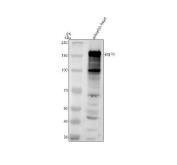 Zebrafish JAG1 Antibody WB. Western blot analysis of zebrafish head tissue lysate using Zebrafish JAG1 Antibody / Jagged 1b Antibody demonstrates a prominent immunoreactive band at approximately 150-155 kDa, consistent with expression of JAG1B. Jagged 1b is a transmembrane Notch ligand that mediates cell-cell communication required for cell fate determination, tissue patterning, differentiation, and organ development during vertebrate embryogenesis. The observed molecular weight exceeds the predicted size of approximately 133 kDa, which is consistent with the extensive glycosylation known to occur within Jagged family proteins. Additional lower molecular weight bands are present and may represent processed forms, degradation products, or nonspecific reactivity. Thirty micrograms of protein were loaded under reducing conditions. Predicted molecular weight: approximately 133 kDa.