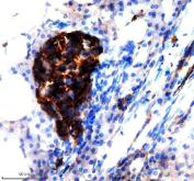 Zebrafish JAG1 Antibody Pancreas IHC. Immunohistochemistry staining of paraffin-embedded zebrafish pancreas tissue using Zebrafish JAG1 Antibody / Jagged 1b Antibody demonstrates strong HRP-DAB brown staining within a discrete cluster of pancreatic cells. The staining pattern is consistent with expression of JAG1B, a transmembrane Notch ligand that regulates cell-cell communication, cellular differentiation, and tissue patterning during vertebrate development. JAG1B-mediated Notch signaling plays important roles in pancreatic development, maintenance of progenitor cell populations, and regulation of cell fate decisions within developing tissues. HIER was performed using EDTA buffer. Tissue sections were blocked with 10% goat serum and incubated with primary antibody at 2 ug/ml overnight at 4C prior to detection with peroxidase-conjugated goat anti-rabbit IgG and DAB chromogen.