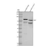 Zebrafish YAP1 Antibody WB. Western blot analysis of YAP1 using anti-YAP1 antibody. Electrophoresis was performed on a 10% SDS-PAGE gel for 2 hours. The sample well of each lane was loaded with 30 ug of sample under reducing conditions. Lane 1: zebrafish head tissue lysates, Lane 2: zebrafish embryo tissue lysates. After electrophoresis, proteins were transferred to a nitrocellulose membrane at 150 mA for 50-90 minutes. Blocked the membrane with 5% non-fat milk/TBS for 1.5 hour at RT. The membrane was incubated with rabbit anti-YAP1 antigen antibody at 0.5 ug/ml overnight at 4oC, then washed with TBS-0.1%Tween 3 times with 5 minutes each and probed with a goat anti-rabbit IgG-HRP secondary antibody at a dilution of 1:5000 for 1.5 hour at RT. The signal is developed using an ECL Plus WB. Western blotting Substrate with Tanon 5200 system. A specific band was detected for YAP1 at approximately 75 kDa. The expected band size for YAP1 is at 48 kDa.