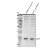 Zebrafish FABP6 Antibody WB. Western blot analysis of FABP6 expression using anti-FABP6 antibody. FABP6, also known as Ileal Lipid Binding Protein and Gastrotropin, is a member of the fatty acid binding protein family that mediates intracellular transport of bile acids and contributes to lipid homeostasis. Lane 1: whole female zebrafish tissue lysate. Lane 2: whole male zebrafish tissue lysate. A prominent band was detected at approximately 14 kDa, corresponding to the expected molecular weight of FABP6. Several faint higher molecular weight bands are also visible and may represent oligomeric species, post translationally modified forms, or nonspecific low abundance proteins. These results demonstrate expression of FABP6 in adult zebrafish tissues and support the utility of this antibody for studies of bile acid transport, lipid metabolism, and gastrointestinal physiology.