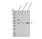 Zebrafish DUSP1 Antibody WB. Western blot analysis of MKP-1/DUSP1 using anti-MKP-1/DUSP1 antibody. Electrophoresis was performed on a 10% SDS-PAGE gel for 2 hours. The sample well of each lane was loaded with 30 ug of sample under reducing conditions. Lane 1: zebrafish head tissue lysates, Lane 2: whole female zebrafish tissue lysates, Lane 3: whole male zebrafish tissue lysates. After electrophoresis, proteins were transferred to a nitrocellulose membrane at 150 mA for 50-90 minutes. Blocked the membrane with 5% non-fat milk/TBS for 1.5 hour at RT. The membrane was incubated with rabbit anti-MKP-1/DUSP1 antigen antibody at 0.5 ug/ml overnight at 4oC, then washed with TBS-0.1%Tween 3 times with 5 minutes each and probed with a goat anti-rabbit IgG-HRP secondary antibody at a dilution of 1:5000 for 1.5 hour at RT. The signal is developed using an ECL Plus WB. Western blotting Substrate with Tanon 5200 system. A specific band was detected for MKP-1/DUSP1 at approximately 40 kDa. The expected band size for MKP-1/DUSP1 is at 40 kDa.
