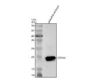 Zebrafish Alpha A Crystallin Antibody WB. Western blot analysis of Alpha A Crystallin/CRYAA using anti-Alpha A Crystallin/CRYAA antibody. Electrophoresis was performed on a 12% SDS-PAGE gel for 2 hours. The sample well of each lane was loaded with 30 ug of sample under reducing conditions. Lane 1: zebrafish embryo tissue lysates. After electrophoresis, proteins were transferred to a nitrocellulose membrane at 150 mA for 50-90 minutes. Blocked the membrane with 5% non-fat milk/TBS for 1.5 hour at RT. The membrane was incubated with rabbit anti-Alpha A Crystallin/CRYAA antigen antibody at 0.5 ug/ml overnight at 4oC, then washed with TBS-0.1%Tween 3 times with 5 minutes each and probed with a goat anti-rabbit IgG-HRP secondary antibody at a dilution of 1:5000 for 1.5 hour at RT. The signal is developed using an ECL Plus WB. Western blotting Substrate with Tanon 5200 system. A specific band was detected for Alpha A Crystallin/CRYAA at approximately 20 kDa. The expected band size for Alpha A Crystallin/CRYAA is at 20 kDa.
