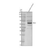 Zebrafish PKC Iota Antibody WB. Western blot analysis of PKC Iota/PRKCI using anti-PKC Iota/PRKCI antibody. Electrophoresis was performed on a 10% SDS-PAGE gel for 2 hours. The sample well of each lane was loaded with 30 ug of sample under reducing conditions. Lane 1: zebrafish embryo tissue lysates. After electrophoresis, proteins were transferred to a nitrocellulose membrane at 150 mA for 50-90 minutes. Blocked the membrane with 5% non-fat milk/TBS for 1.5 hour at RT. The membrane was incubated with rabbit anti-PKC Iota/PRKCI antigen antibody at 0.5 ug/ml overnight at 4oC, then washed with TBS-0.1%Tween 3 times with 5 minutes each and probed with a goat anti-rabbit IgG-HRP secondary antibody at a dilution of 1:5000 for 1.5 hour at RT. The signal is developed using an ECL Plus WB. Western blotting Substrate with Tanon 5200 system. A specific band was detected for PKC Iota/PRKCI at approximately 67 kDa. The expected band size for PKC Iota/PRKCI is at 67 kDa.