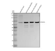Zebrafish Catalase Antibody WB. Western blot analysis of Catalase/CAT using anti-Catalase/CAT antibody. Electrophoresis was performed on a 10% SDS-PAGE gel for 2 hours. The sample well of each lane was loaded with 30 ug of sample under reducing conditions. Lane 1: zebrafish head tissue lysates, Lane 2: whole female zebrafish tissue lysates, Lane 3: whole male zebrafish tissue lysates, Lane 4: zebrafish embryo tissue lysates. After electrophoresis, proteins were transferred to a nitrocellulose membrane at 150 mA for 50-90 minutes. Blocked the membrane with 5% non-fat milk/TBS for 1.5 hour at RT. The membrane was incubated with rabbit anti-Catalase/CAT antigen antibody at 0.5 ug/ml overnight at 4oC, then washed with TBS-0.1%Tween 3 times with 5 minutes each and probed with a goat anti-rabbit IgG-HRP secondary antibody at a dilution of 1:5000 for 1.5 hour at RT. The signal is developed using an ECL Plus WB. Western blotting Substrate with Tanon 5200 system. A specific band was detected for Catalase/CAT at approximately 59 kDa. The expected band size for Catalase/CAT is at 59 kDa.