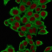 Immunofluorescent staining of fixed human HeLa cells with Smooth Muscle Actin antibody (clone 1A4, green) and NucSpot nuclear stain (red).