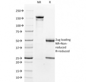 SDS-PAGE analysis of purified, BSA-free Smooth Muscle Actin antibody (clone 1A4) as confirmation of integrity and purity.