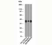 Western blot testing of human and mouse samples with DCS-6 mAb. Predicted molecular weight: 32-36 kDa.