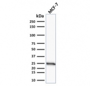 Western blot testing of human MCF7 cell lysate with Bcl-2 antibody (clone 100/D5).