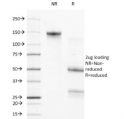 SDS-PAGE analysis of purified, BSA-free Bcl-2 antibody (clone 124) as confirmation of integrity and purity.