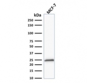 Western blot testing of human MCF7 cell lysate with Bcl-2 antibody (clone 100/D5 + 124).