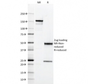 SDS-PAGE analysis of purified, BSA-free CD147 antibody (clone 8D6) as confirmation of integrity and purity.
