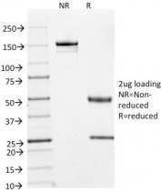 SDS-PAGE Analysis of Purified, BSA-Free Cyclin A2 Antibody (clone E67). Confirmation of Integrity and Purity of the Antibody.