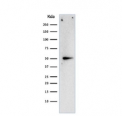 Western blot testing of human HeLa cell lysate with Cyclin A2 antibody. Expected molecular weight ~49 kDa.
