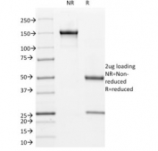 SDS-PAGE analysis of purified, BSA-free Cyclin B1 antibody (clone V92.1) as confirmation of integrity and purity.