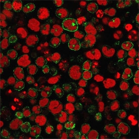 Immunofluorescent staining of human Molt-4 cells with CD2 antibody (clone 1E7E8.G4, green) and Reddot nuclear stain (red).