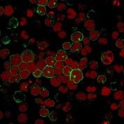 Immunofluorescent staining of human MOLT-4 cells with CD2 antibody (clone BH1, green) and Reddot nuclear stain (red).