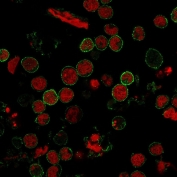 Immunofluorescent staining of human MOLT4 cells with CD6 antibody (green, clone C6/372) and Reddot nuclear stain (red).
