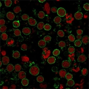 Immunofluorescent staining of human MOLT4 cells with CD6 antibody (green, clones C6/372 + 3F7B5) and Reddot nuclear stain (red).