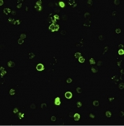 Immunofluorescent staining of human PBMC with CD8a antibody (clone C8/468).