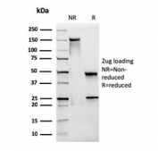SDS-PAGE analysis of purified, BSA-free CD28 antibody (clone CB28) as confirmation of integrity and purity.