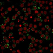 Immunofluorescent staining of PFA-fixed human Jurkat cells with CD28 antibody (clone CB28, green) and Reddot nuclear stain (red).