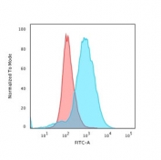 Flow cytometry staining of PFA-fixed human Jukat cells with CD28 antibody (clone CB28); Red=isotype control, Blue= CD28 antibody.