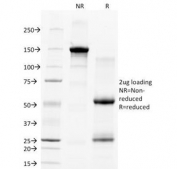 SDS-PAGE Analysis of Purified, BSA-Free CD28 Antibody (clone C28/77). Confirmation of Integrity and Purity of the Antibody.