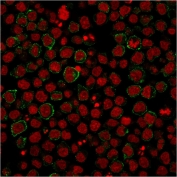 Immunofluorescent staining of PFA-fixed human Ramos cells with CD86 antibody (clone BU63, green) and Reddot nuclear stain (red).