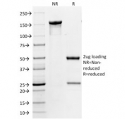 SDS-PAGE analysis of purified, BSA-free CD86 antibody (clone BU63) as confirmation of integrity and purity.