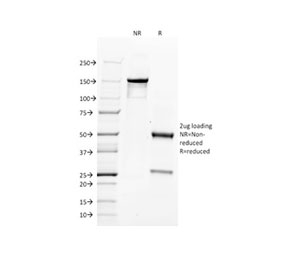 SDS-PAGE analysis of purified, BSA-free CD34 antibody (clone QBEnd/10) as confirmation of integrity and purity.