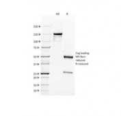 SDS-PAGE analysis of purified, BSA-free CD34 antibody (clone QBEnd/10) as confirmation of integrity and purity.