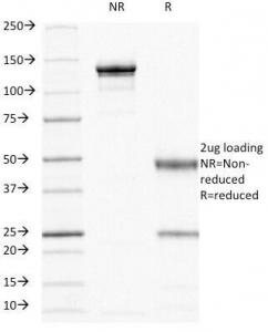 SDS-PAGE analysis of purified, BSA-free HCAM antibody (clone 156-3C11) as confirmation of integrity and purity.