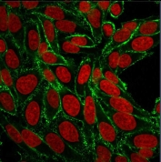 Immunofluorescent staining of human HeLa cells with HCAM antibody (clone 156-3C11, green) and Reddot nuclear stain (red).
