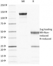 SDS-PAGE analysis of purified, BSA-free HCAM antibody (clone 156-3C11) as confirmation of integrity and purity.