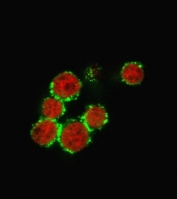 Immunofluorescent staining of PFA-fixed human Jurkat cells with CD47 antibody (green, clone B6H12.2) and Reddot nuclear stain (red).