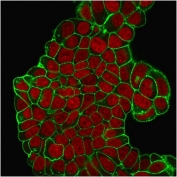Immunofluorescent staining of PFA-fixed human MCF-7 cells with CD47 antibody (green, clone B6H12.2) and Reddot nuclear stain (red).