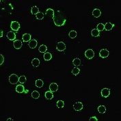 Immunofluorescent staining of live human Jurkat cells with CD47 antibody (green, clone B6H12.2).