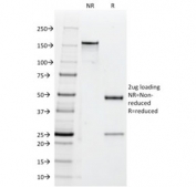 SDS-PAGE analysis of purified, BSA-free CD47 antibody (clone B6H12.2) as confirmation of integrity and purity.