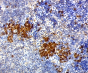 CD63 antibody NKI/C3 immunohistochemistry mouse