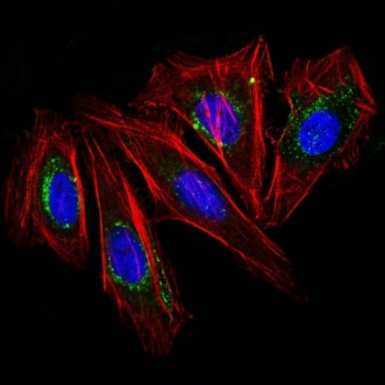 Immunofluorescence testing of human HeLa cells with CD63 antibody (green, clone NKI/C3). F-actin filaments are labeled with Dylight 554 phalloidin (red); nuclei stained with DAPI (blue).~