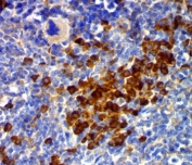 IHC testing of FFPE mouse spleen stained with CD63 antibody (clone MX49.129.5).