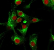 Immunofluorescence testing of human U-87 MG cells with CD63 antibody (green) and phalloidin (red).