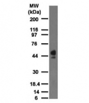 Western blot testing of human spleen lysate with CD63 antibody at 2 ug/ml (clone MX-49.129.5).