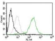 FACS testing of permeabilized human MCF7 cells with CD63 antibody (clone MX-49.129.5): Black=cells alone; Gray=isotype control; Green= CD63 antibody.