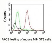 FACS testing of mouse NIH3T3 cells:  Black=cells alone; Green=isotype control; Red=CD63 antibody