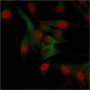 Immunofluorescent staining of fixed human U-87 MG cells with CD68 antibody (clone C68/684, green) and Reddot nuclear stain (red).