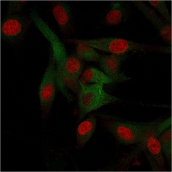 Immunofluorescent staining of fixed human U-87 MG cells with CD68 antibody (clone C68/684, green) and Reddot nuclear stain (red).