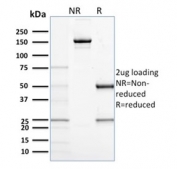 SDS-PAGE analysis of purified, BSA-free CD68 antibody (clone C68/684) as confirmation of integrity and purity.